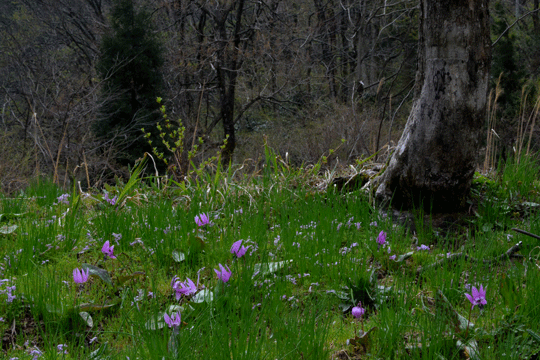 c0093046_1010417.gif