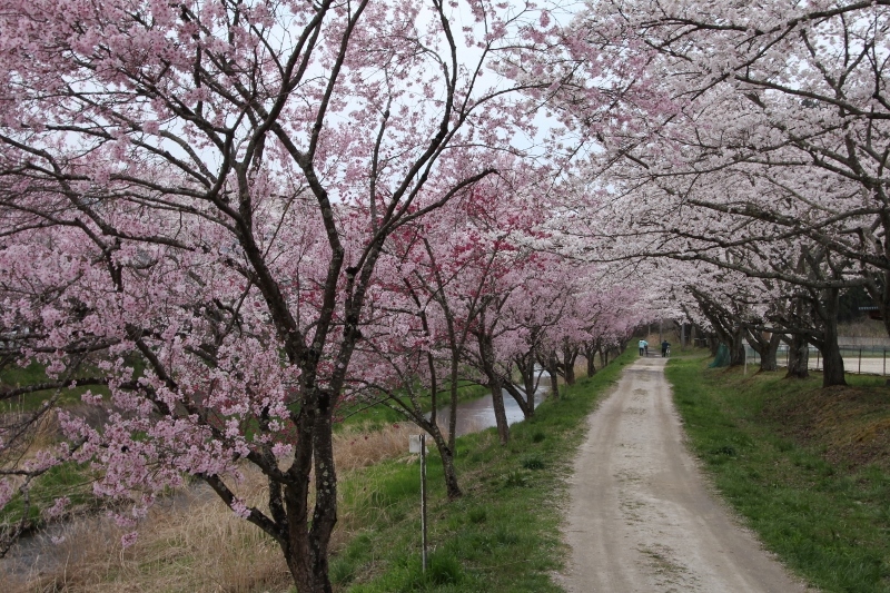 いしかわの桜／石川中学校前２　＠福島県石川町_f0048546_07465871.jpg