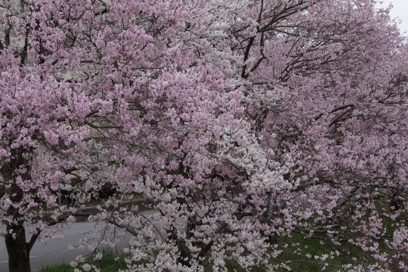 いしかわの桜／石川中学校前２　＠福島県石川町_f0048546_07470247.jpg