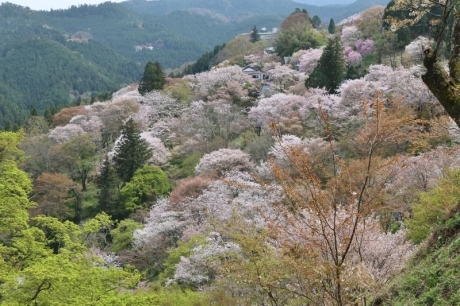 吉野山の桜_a0104448_07252946.jpg