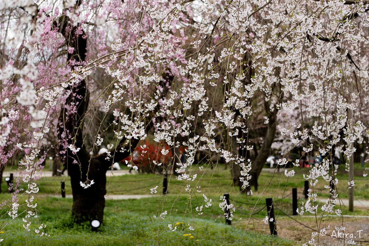 京都の桜 2016　〜府立植物園〜_f0152550_1712488.jpg