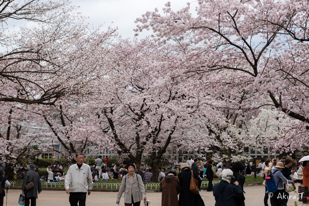 京都の桜 2016　〜府立植物園〜_f0152550_17135878.jpg