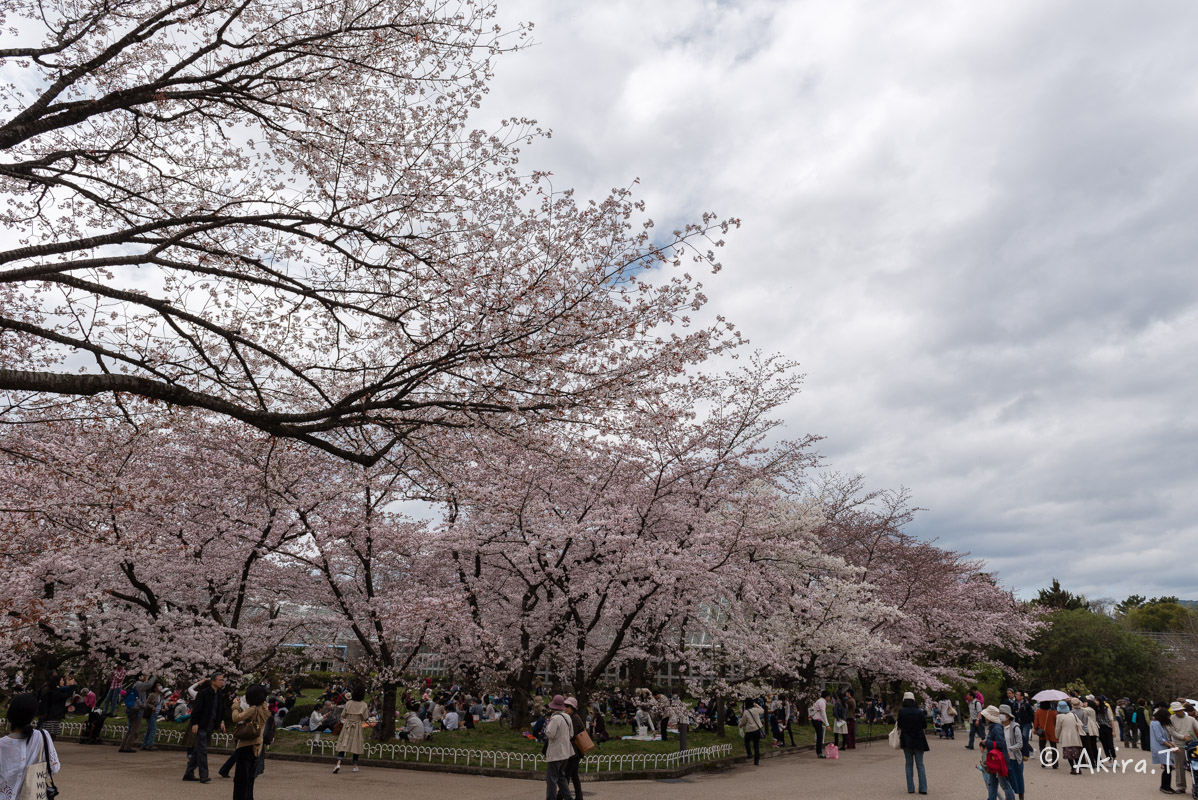 京都の桜 2016　〜府立植物園〜_f0152550_17141337.jpg