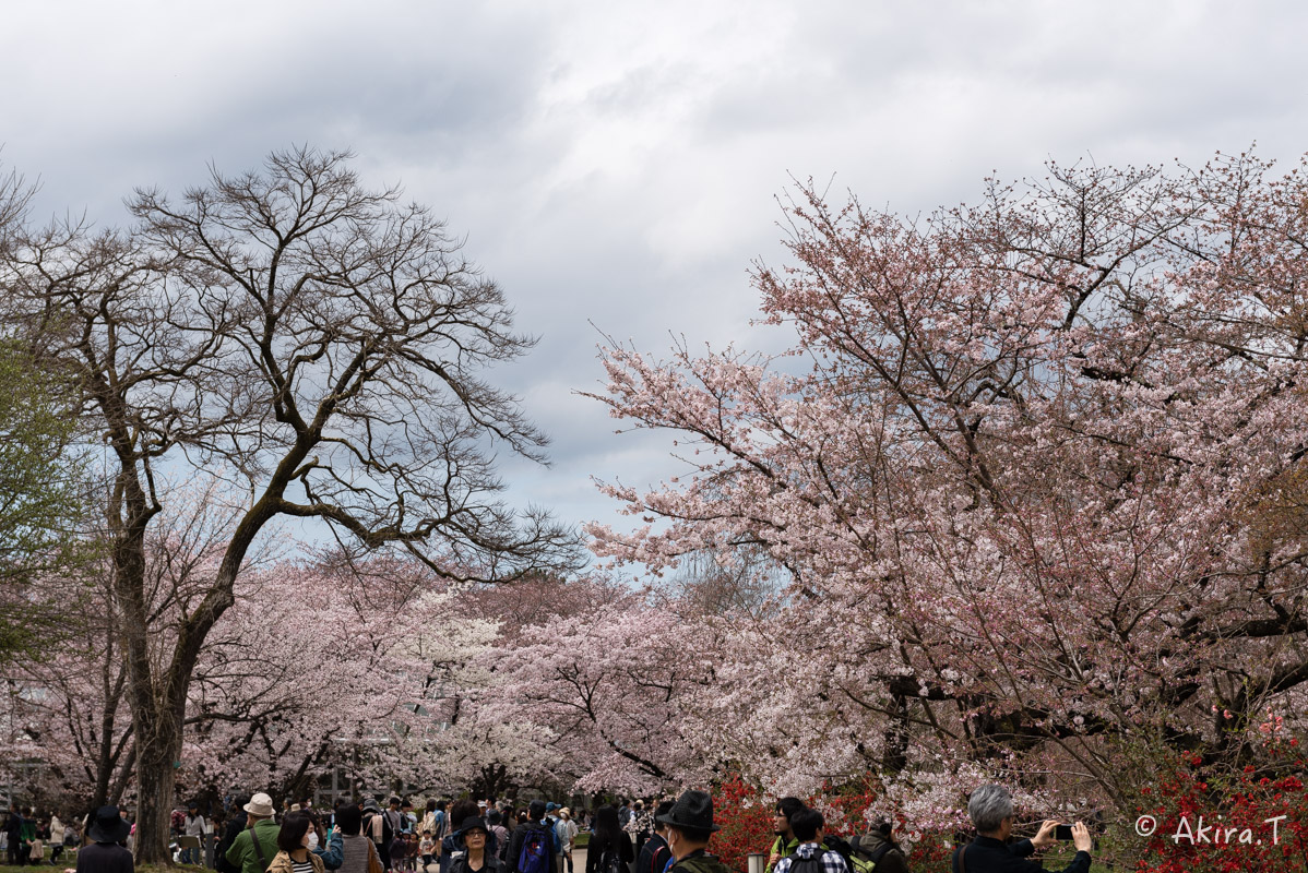 京都の桜 2016　〜府立植物園〜_f0152550_17142799.jpg