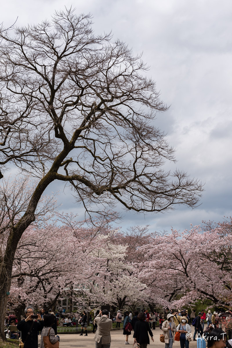 京都の桜 2016　〜府立植物園〜_f0152550_17144378.jpg