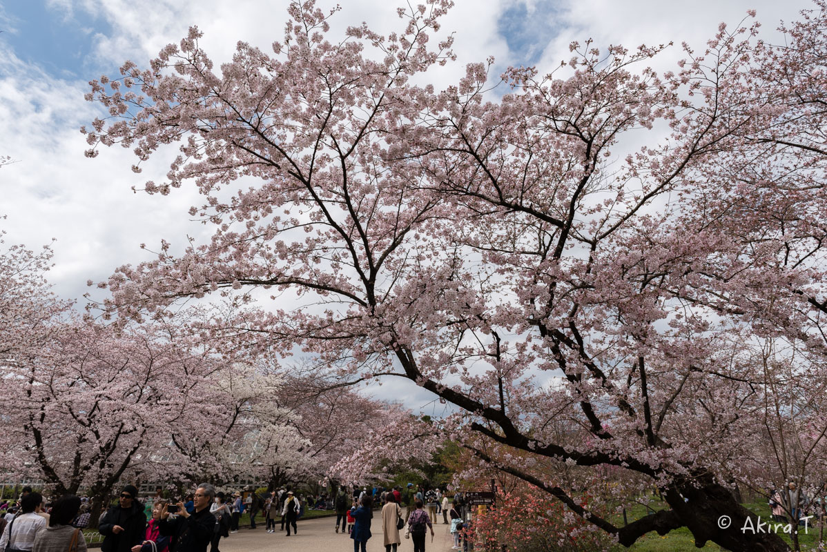 京都の桜 2016　〜府立植物園〜_f0152550_17145912.jpg