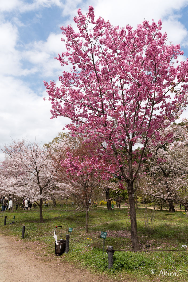 京都の桜 2016　〜府立植物園〜_f0152550_17151766.jpg