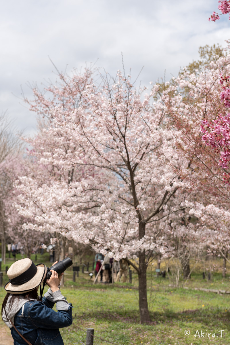 京都の桜 2016　〜府立植物園〜_f0152550_1715337.jpg