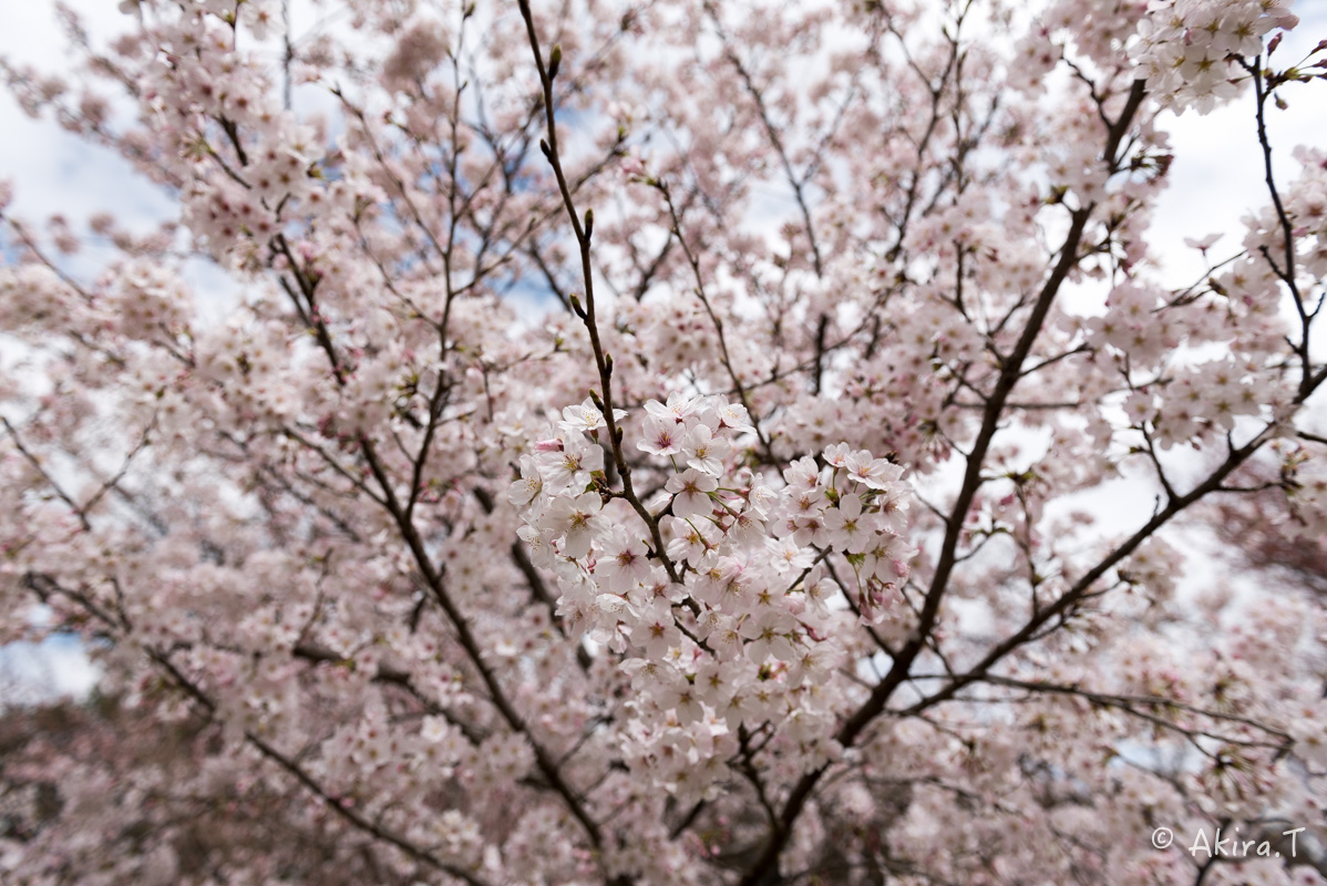 京都の桜 2016　〜府立植物園〜_f0152550_17154487.jpg