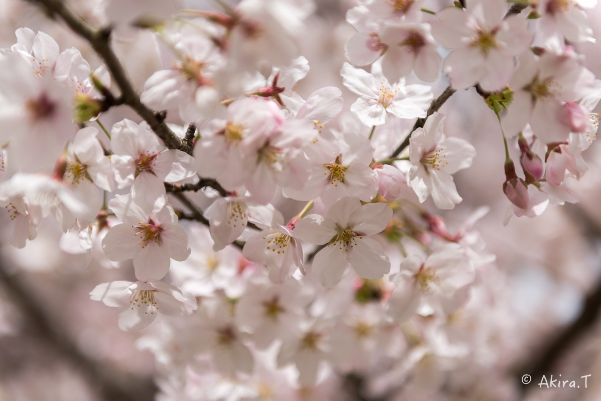 京都の桜 2016　〜府立植物園〜_f0152550_1715578.jpg