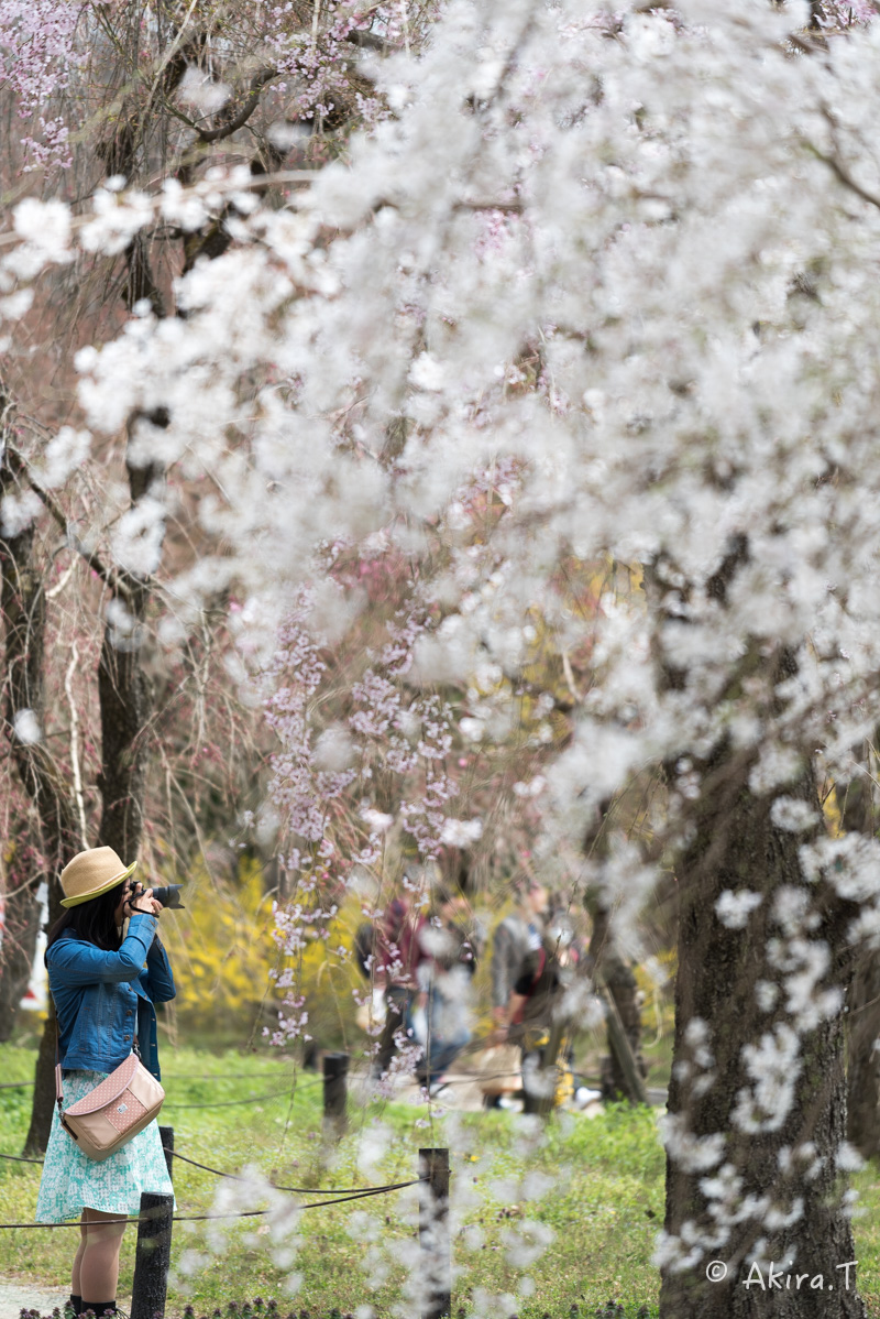 京都の桜 2016　〜府立植物園〜_f0152550_17161197.jpg