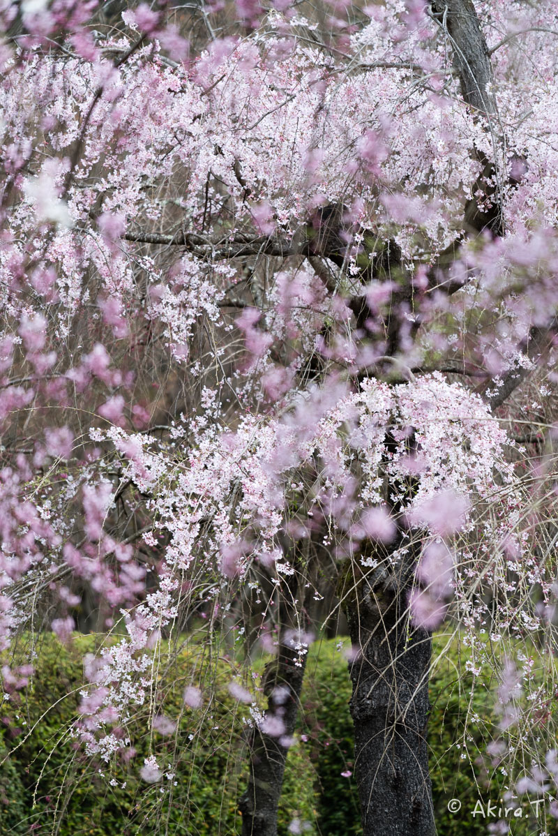 京都の桜 2016　〜府立植物園〜_f0152550_17162334.jpg