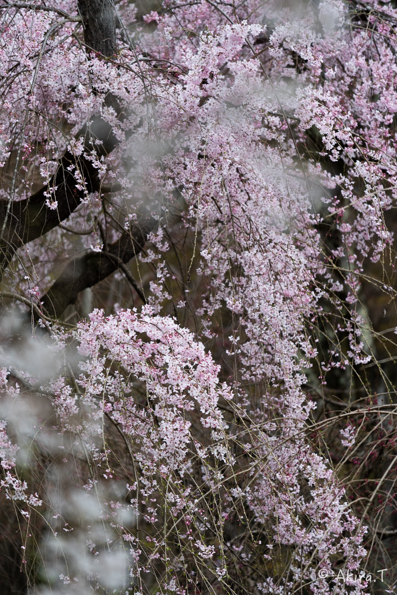 京都の桜 2016　〜府立植物園〜_f0152550_17163618.jpg