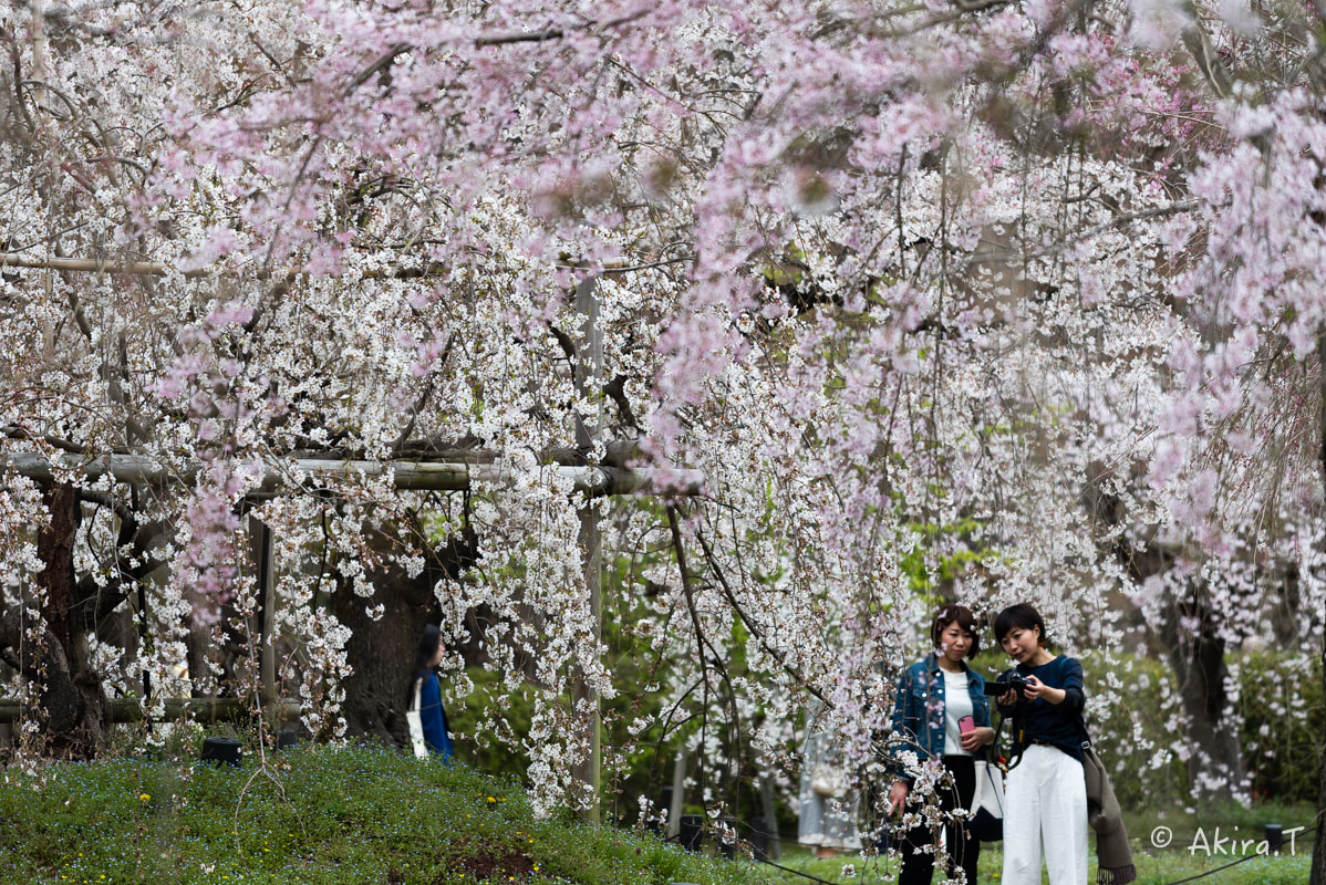 京都の桜 2016　〜府立植物園〜_f0152550_17171950.jpg