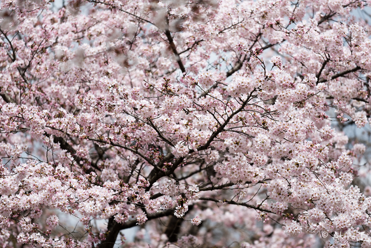 京都の桜 2016　〜府立植物園〜_f0152550_17173152.jpg