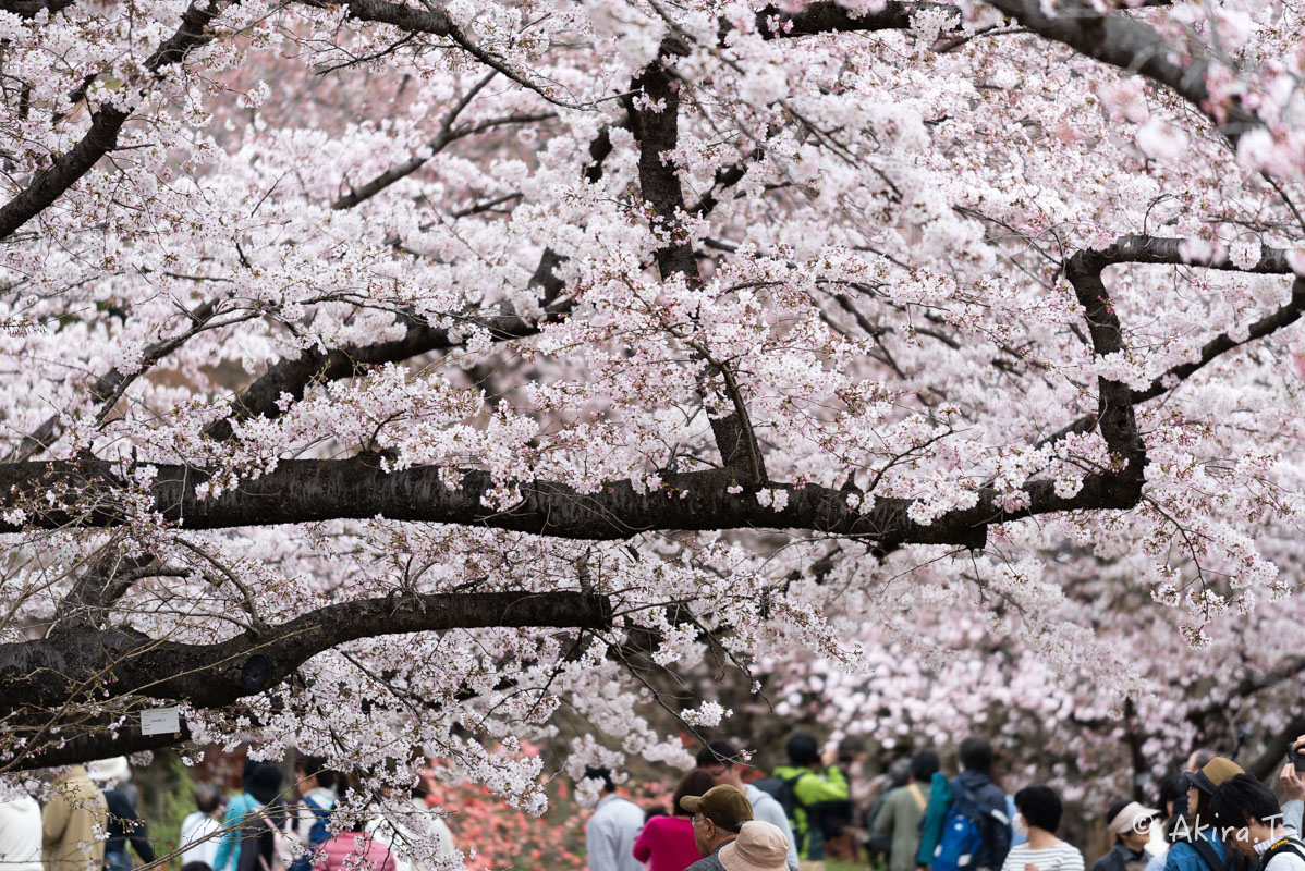 京都の桜 2016　〜府立植物園〜_f0152550_17174789.jpg