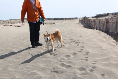 何でもおもちゃにできる柴犬_f0245650_11515840.jpg