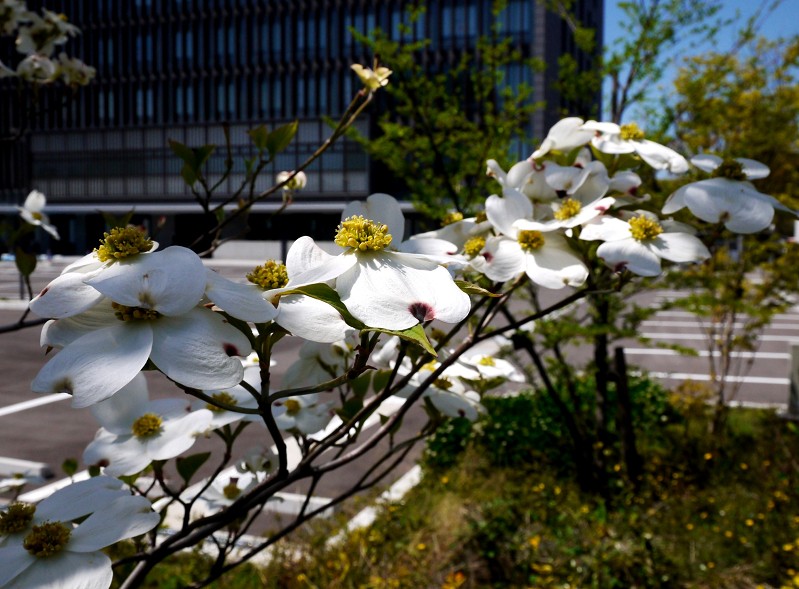 　　花のある風景_b0093754_2261132.jpg