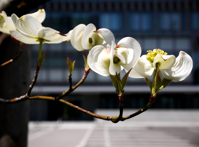 　　花のある風景_b0093754_2263648.jpg