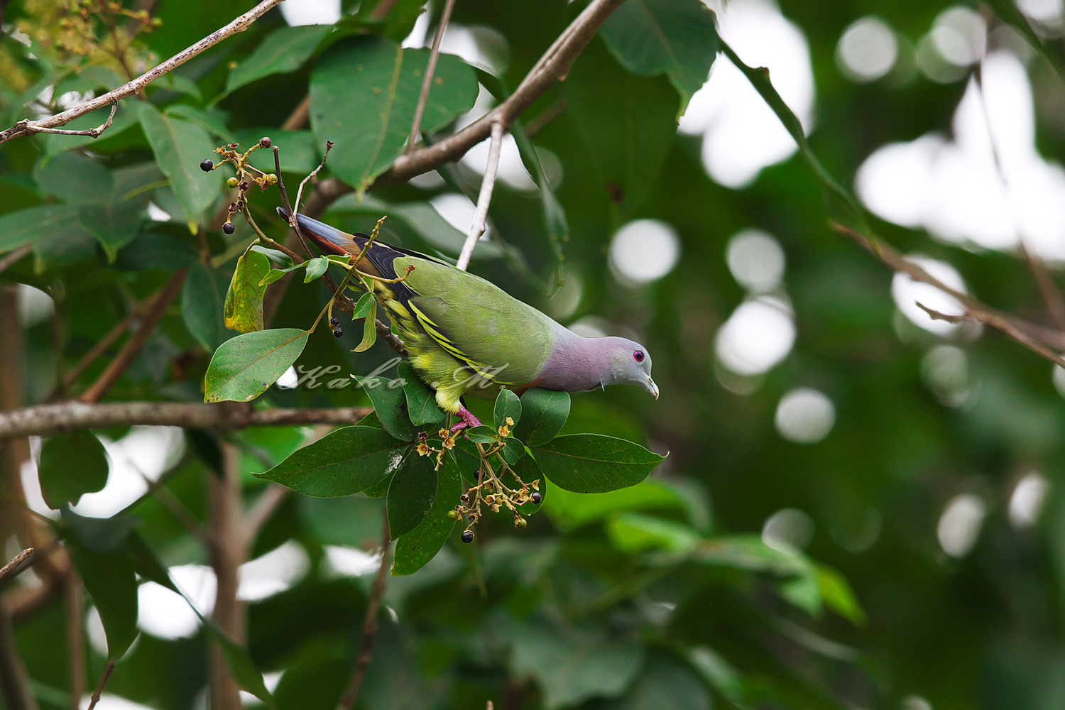 コアオバト　Pink-necked Green Pigeon_d0013455_12131538.jpg