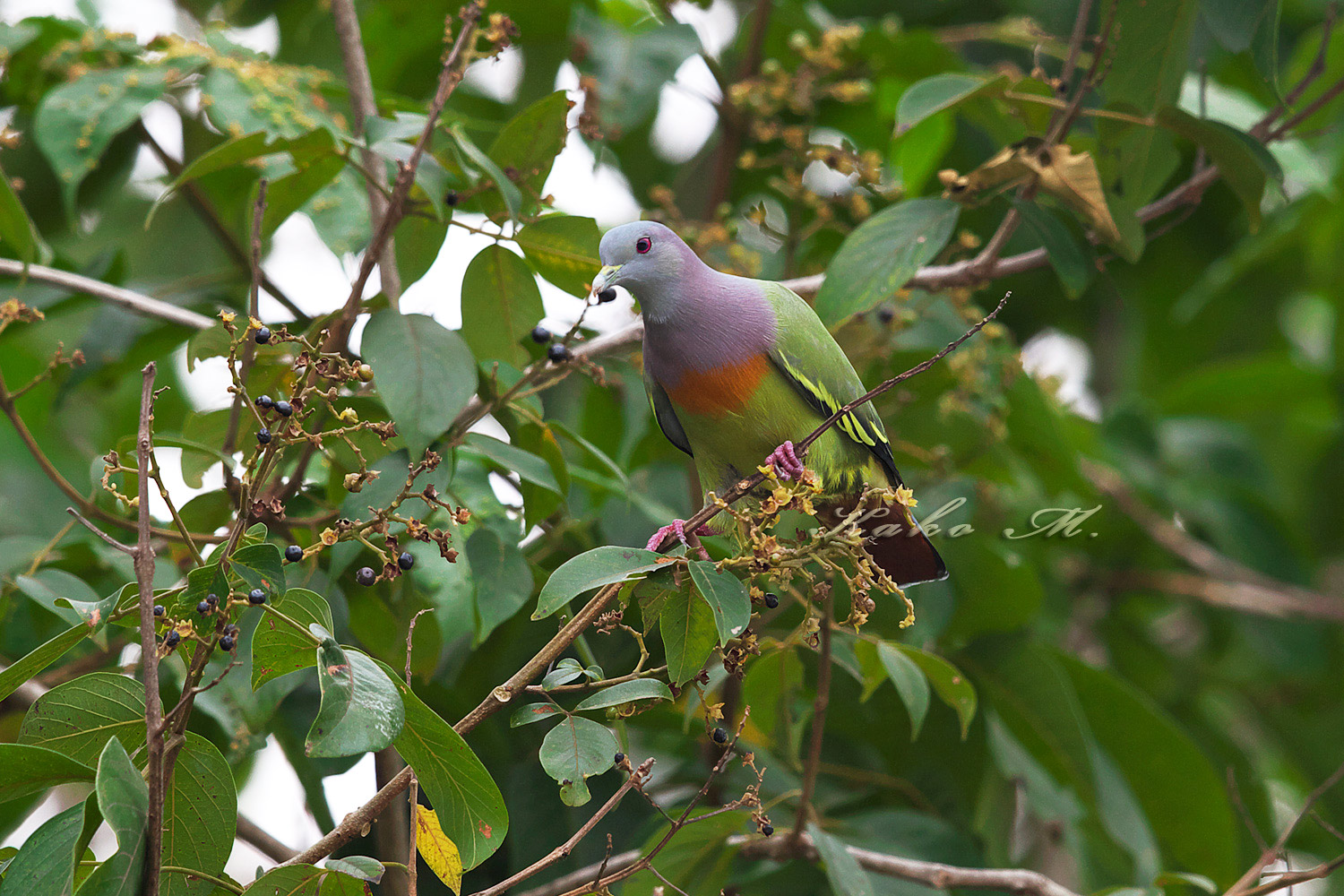 コアオバト Pink Necked Green Pigeon ぼちぼち と 野鳥大好き O コアオバト Pink Necked Green Pigeon ぼちぼち と 野鳥大好き O