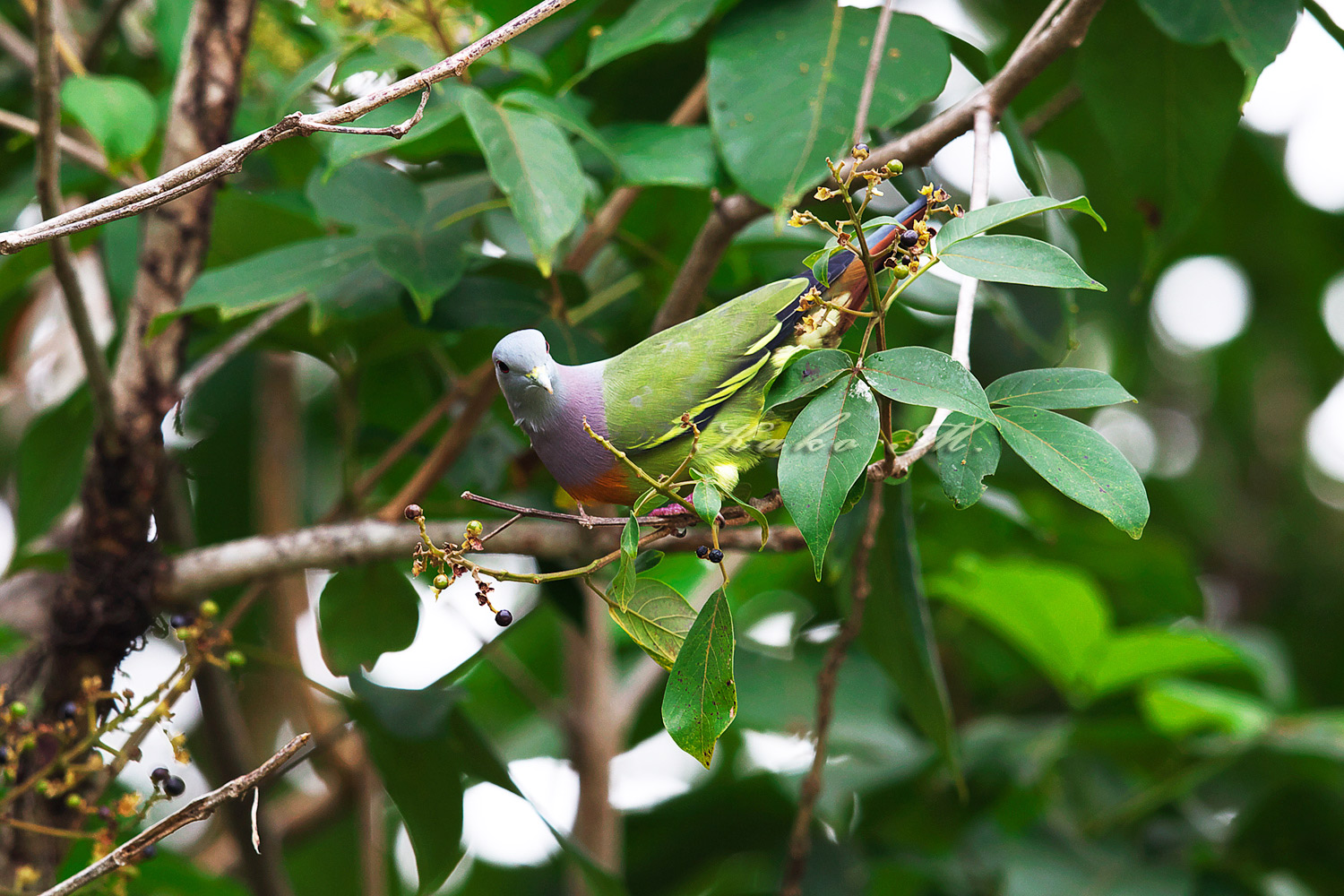 コアオバト Pink Necked Green Pigeon ぼちぼち と 野鳥大好き O コアオバト Pink Necked Green Pigeon ぼちぼち と 野鳥大好き O