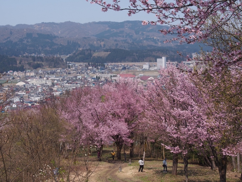 六万騎山＆坂戸山 花散歩 ②　（　2016.４.12　）_b0335256_12385509.jpg