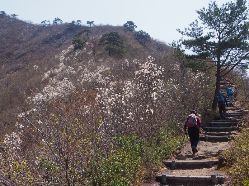 六万騎山＆坂戸山 花散歩 ②　（　2016.４.12　）_b0335256_12395194.jpg