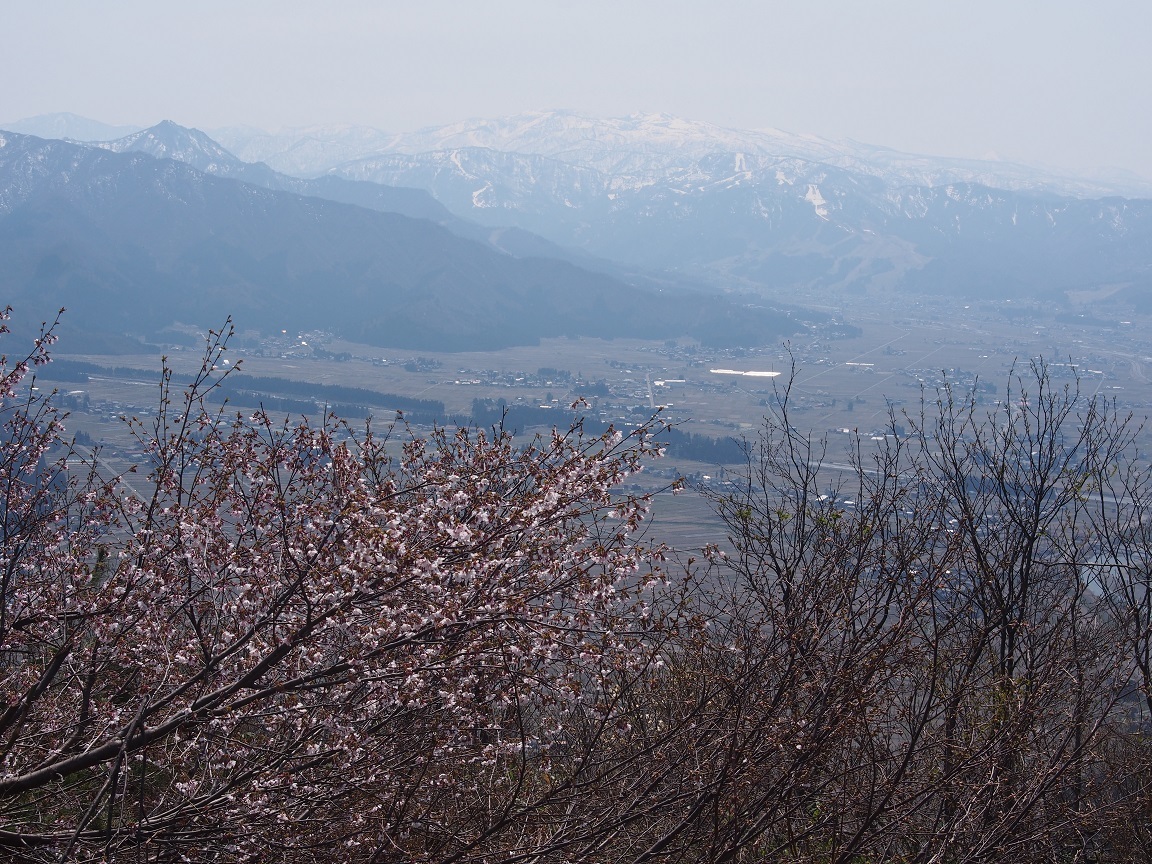 六万騎山＆坂戸山 花散歩 ②　（　2016.４.12　）_b0335256_12562658.jpg