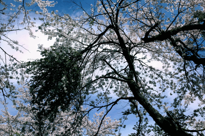 b0277257_22124895.gif