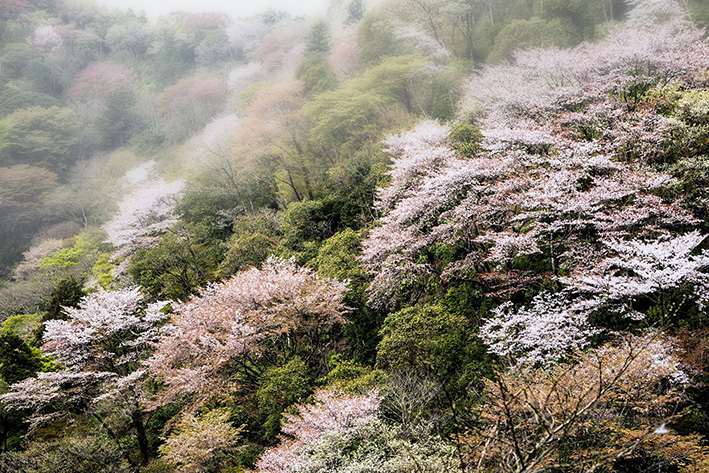 山桜の風景です　_f0231460_20462810.jpg