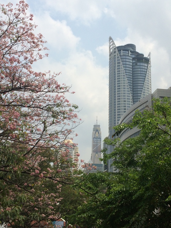 タイも桜の季節_b0100062_21393647.jpg