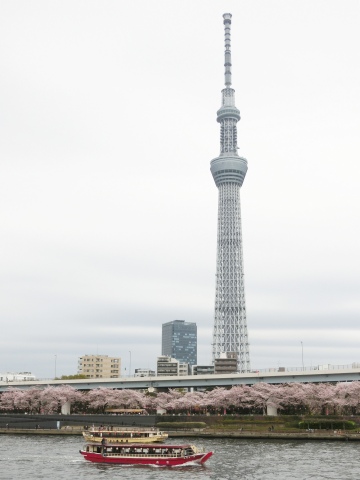 4/2、隅田川の桜_e0045768_2263474.jpg