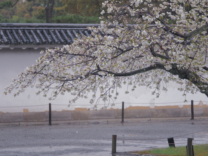 桜　2016　二条城_f0021869_23284653.jpg