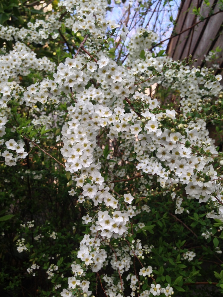 春の花_c0310571_08140697.jpg