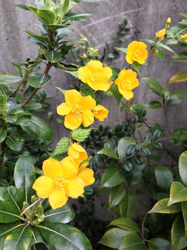 春の花_c0310571_08143695.jpg