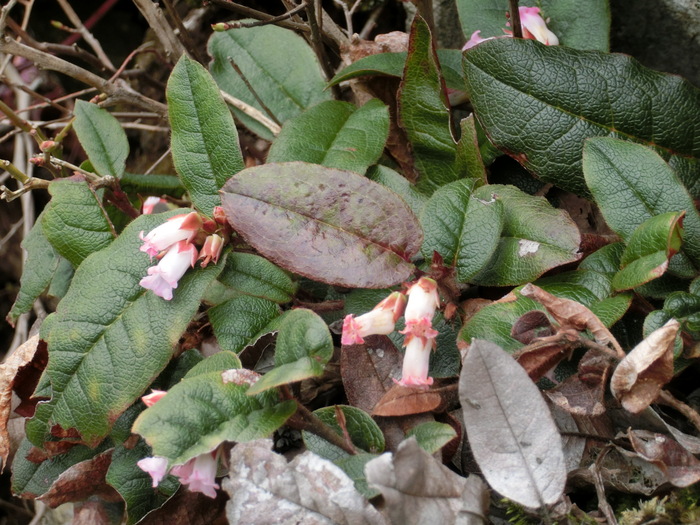 No438滋賀・イワウチワ街道の大御影山を歩く_b0185573_1753522.jpg