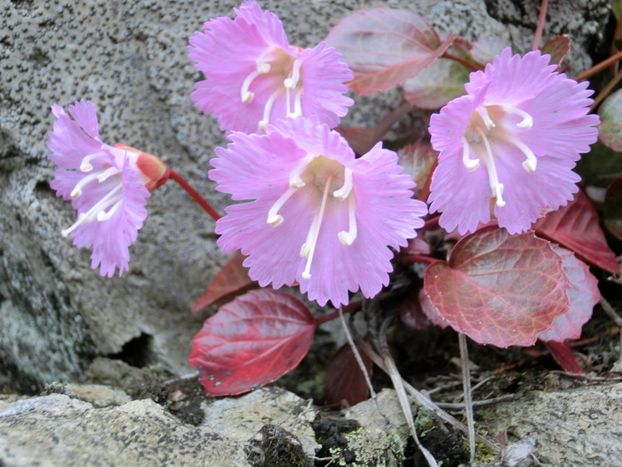 No438滋賀・イワウチワ街道の大御影山を歩く_b0185573_20263776.jpg