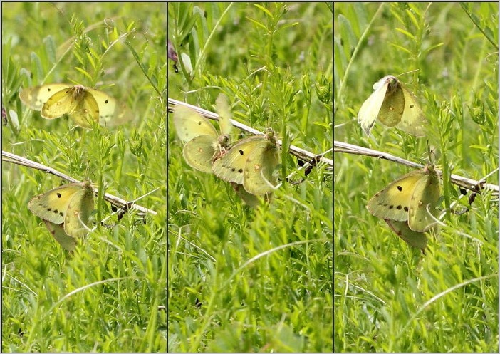 ☆　アゲハ、モンキチョウ　☆_f0181173_220161.jpg