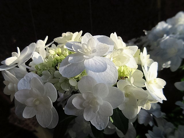 アジサイ 佳澄 の んびり