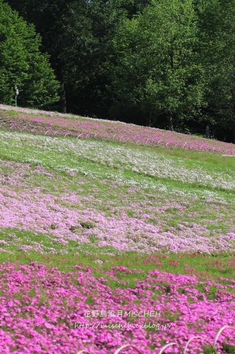 羊山公園芝桜のパッチワーク_a0323488_15295490.jpg