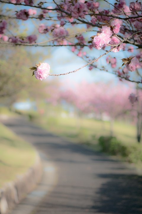 八重桜の咲き誇る散歩道_d0353489_18594922.jpg