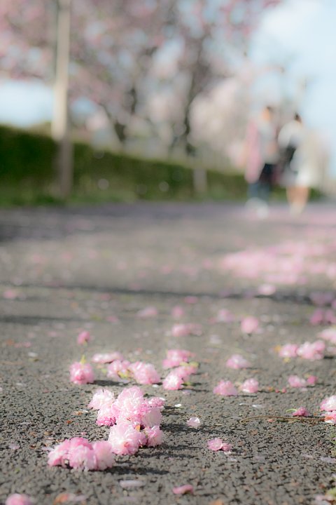 八重桜の咲き誇る散歩道_d0353489_1915666.jpg
