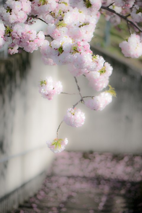 八重桜の咲き誇る散歩道_d0353489_1922949.jpg