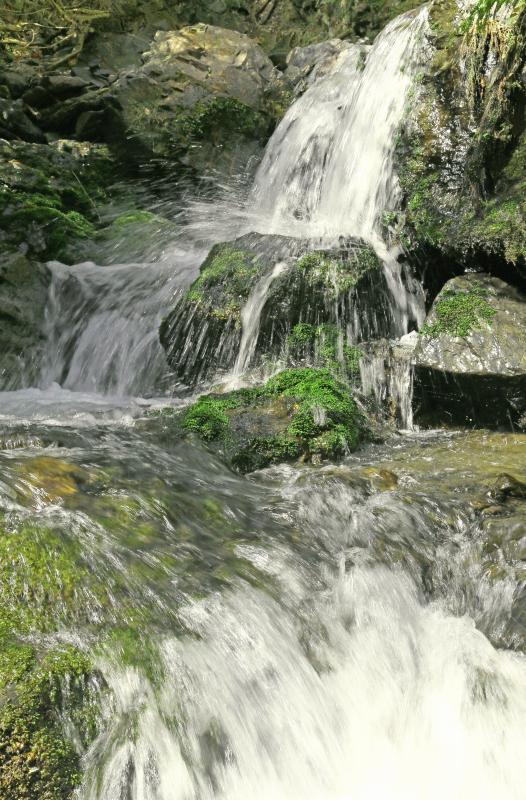 湖北の渓流に咲く_f0000789_17461577.jpg