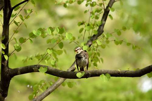 ツグミ on the green_e0241691_1113616.jpg