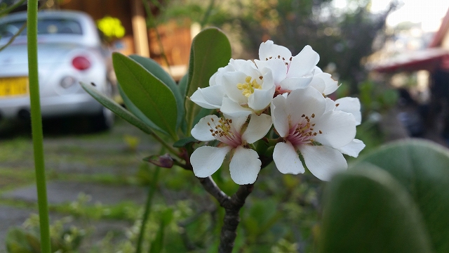 a0244794_72069.jpg