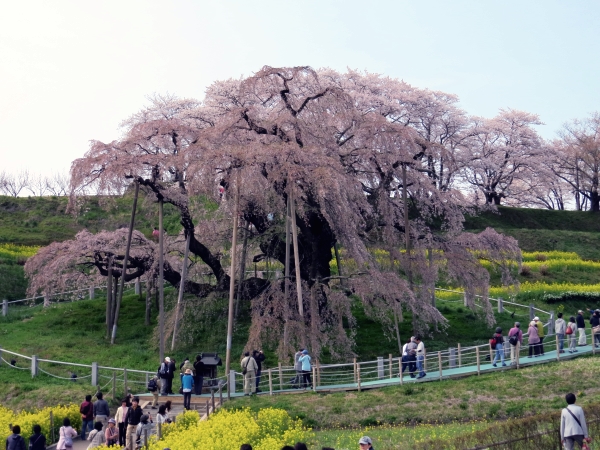 花見山と三春の滝桜_f0033598_17201826.jpg