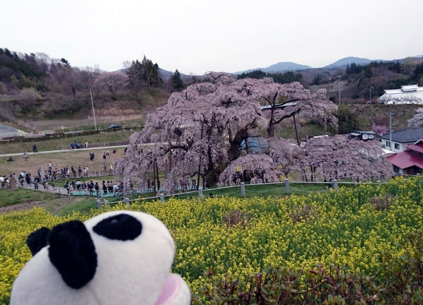 花見山と三春の滝桜_f0033598_17212391.jpg