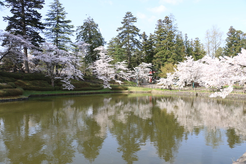 松岬公園のサクラ　４月1８日朝　（清明　末侯）　虹始めて見る・４_c0075701_1330128.jpg